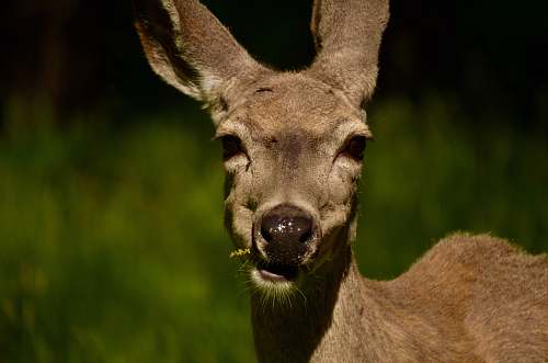 animal brown deer during daytime yosemite valley